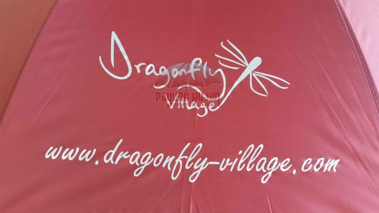 payung hujan dragonfly